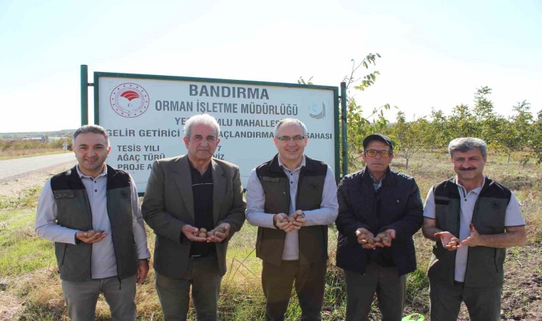 (Özel) Güney Marmarada ceviz yüz güldürdü