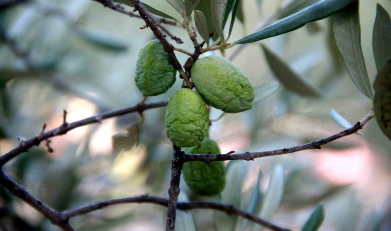 (Özel) Kuraklık zeytin ve zeytinyağı üretimini olumsuz etkiliyor