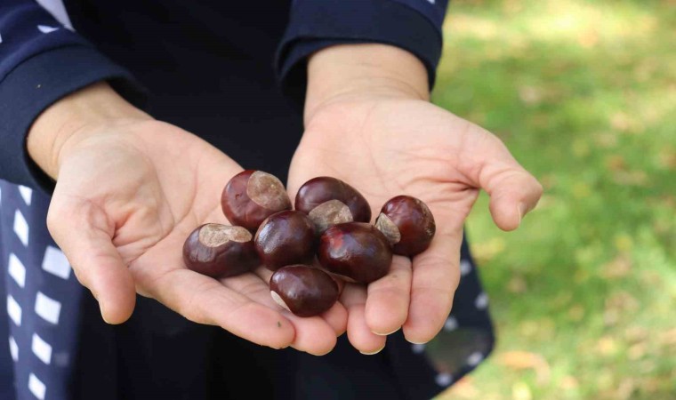 Parklarda bolca bulunmaya başlanan at kestanelerine dikkat