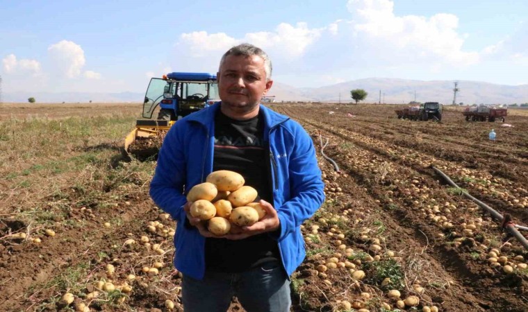 Sandıklıda 40 bin dekar alanda ekim yapılan patateste hasadın sonuna yaklaşıldı