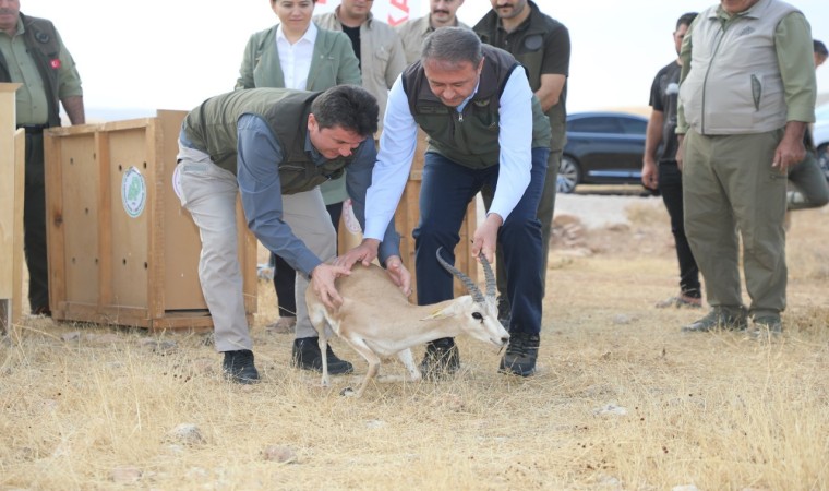 Şanlıurfada yetiştirilen 20 ceylan doğaya salındı