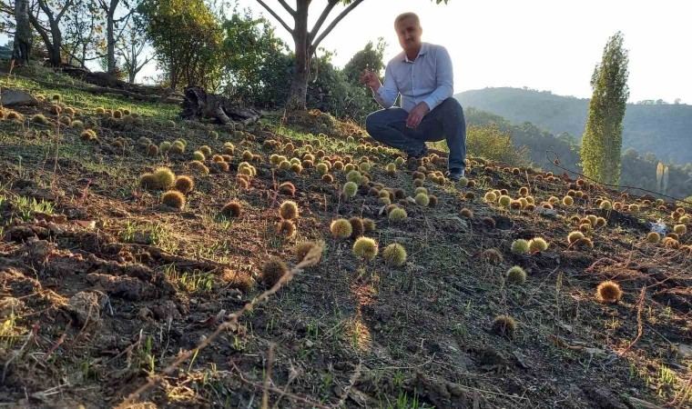 Sarıgölde kestane hasadına başlandı