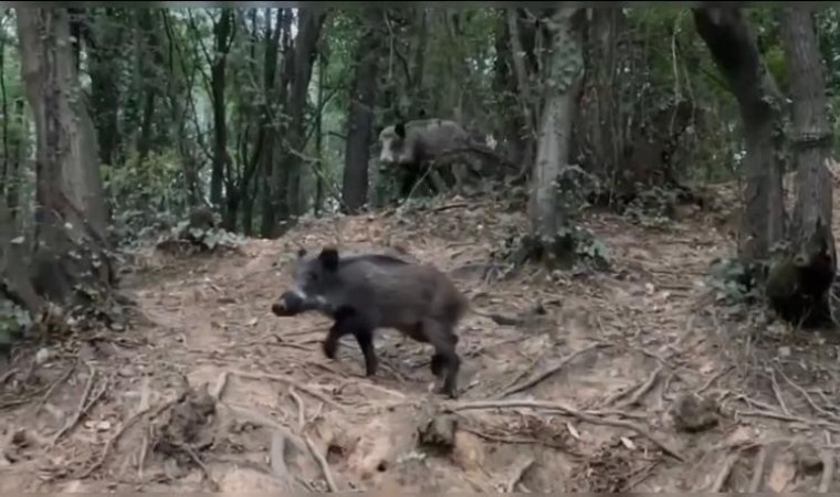 Sarıyerde sürücünün domuz şaşkınlığı kamerada: Domuzu pisi pisi diyerek çağırdı