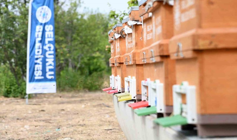 Selçuklu Belediyesi Arıcılığa destek olmaya devam ediyor