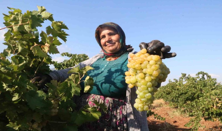 Sıcak havanın rekolteyi etkilediği üzümün tarla fiyatı: 12 TL