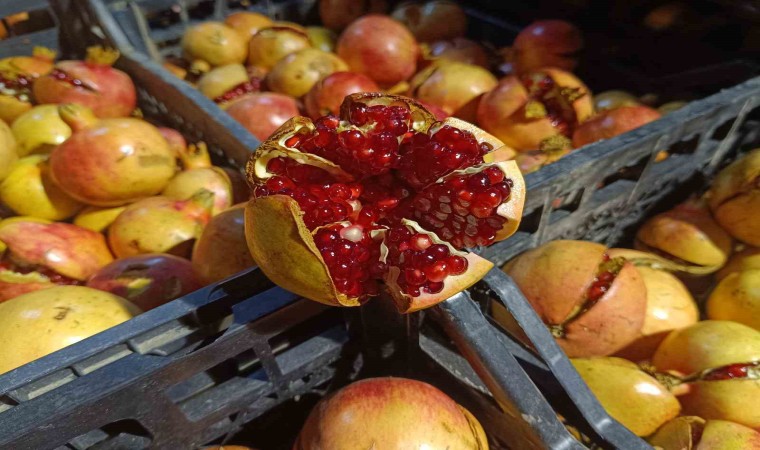 Siirtin Zivzik narı hasadına başlandı