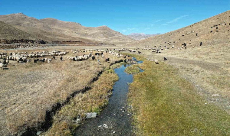 Şırnakta yayladan inen besici, bir aylık yolculuğuna başladı