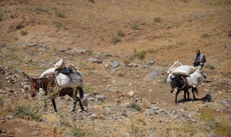 Şırnakta yaylalarda toplanan heliz otu at sırtında beldeye indiriliyor