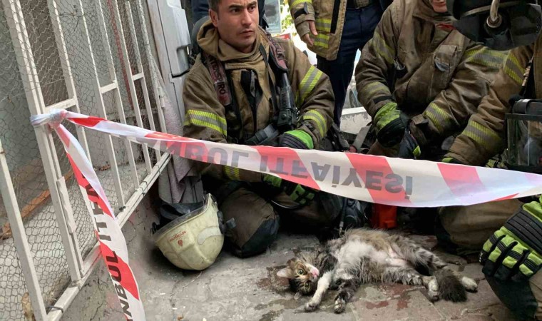 Şişlide yangında mahsur kalan kedi itfaiye ekiplerince kurtarıldı