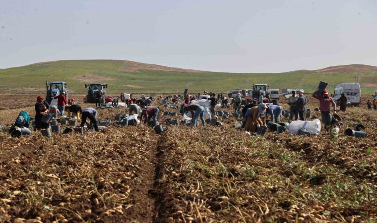 Sivasta patates hasadı başladı