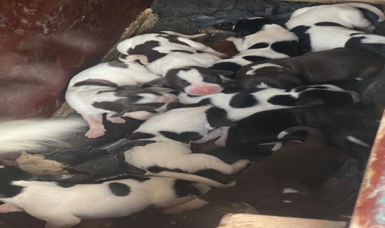 Sokak köpeği, tek seferde 11 yavru doğurdu