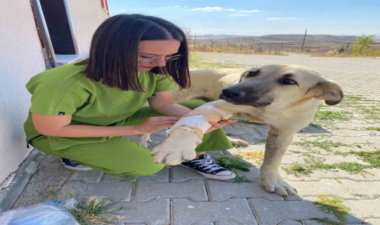 Sorgunda sokak hayvanları emin ellerde