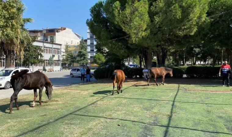 Spil’in simgesi yılkılar, kent merkezine indi