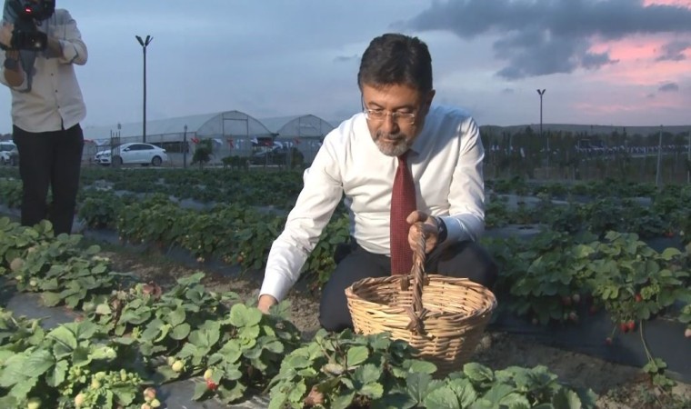 Tarım ve Orman Bakanı Yumaklı tarlada çilek hasat etti