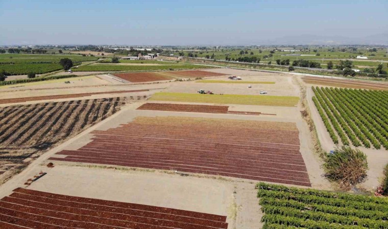 TARİŞ Üzüm Birliği kuru üzüm alım fiyatlarını artırdı