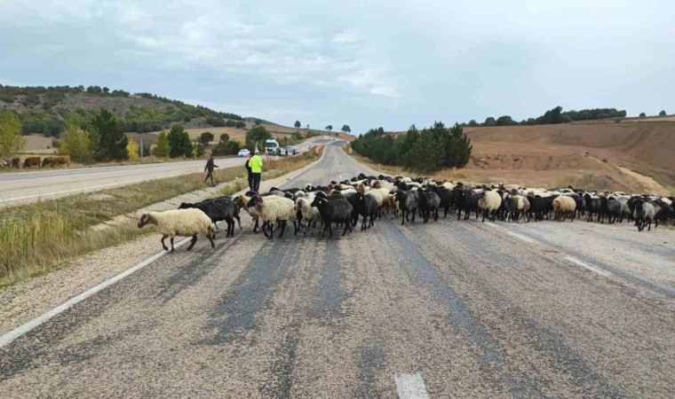 Tokatta yayladan dönen hayvanlara ekipler güvenli geçiş sağladı