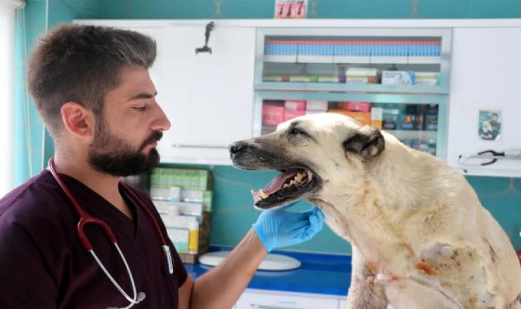 Tüfekle vurulan 2 köpekte, 200 saçmaya rastlandı