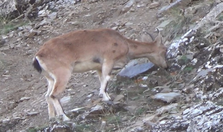 Tuncelide, koruma altında bulunan yaban keçileri görüntülendi