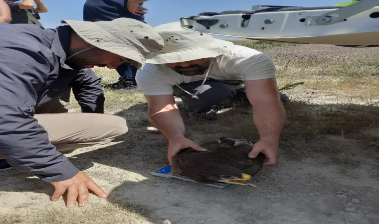 Türkiye’de 12 çift kalan bozkır kartallarının yuvalarına koruma / Ek fotoğraf