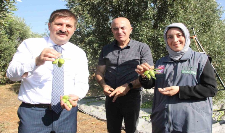 Türkiyenin en kaliteli zeytininin üretildiği Karamanda hasat başladı