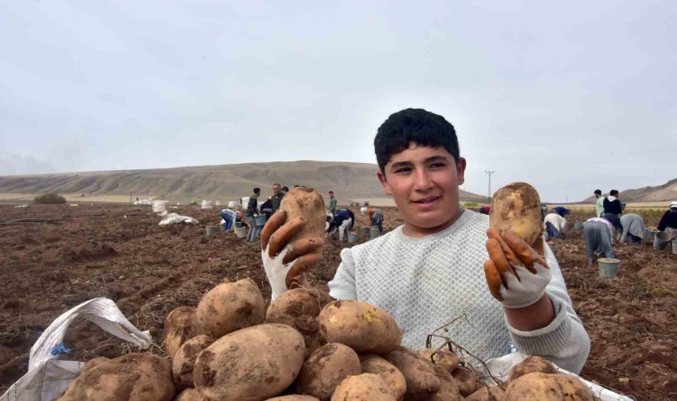 Türkiyenin patates ambarlarından olan Ahlatta hasat başladı