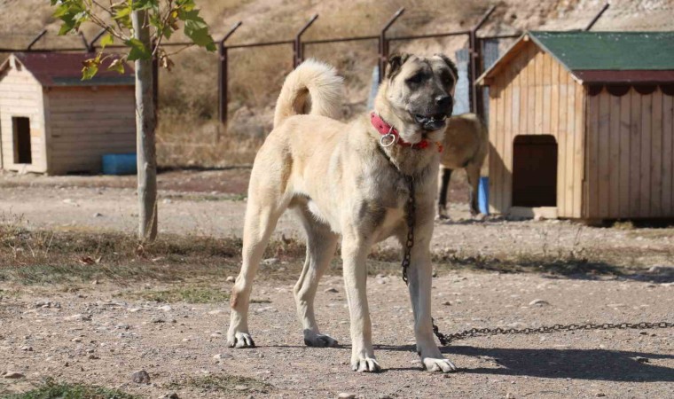 Uzmanı gerçek kangal köpeklerinin özelliklerini anlattı