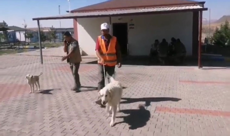 Yaralı köpeğe belediye sahip çıktı