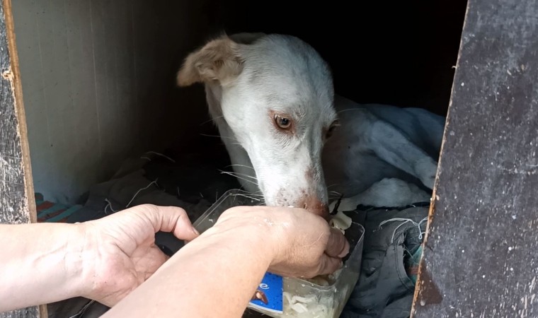 Yaralı köpek uzatılan el ile hayata tutundu