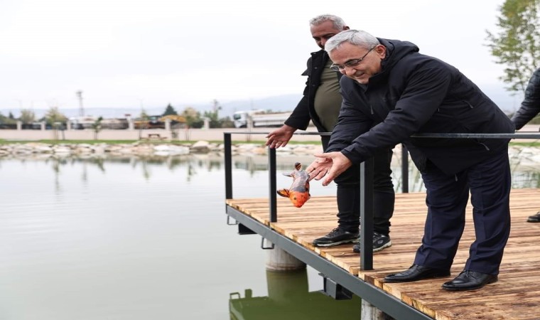 Yedigöllere Koi balığı bırakıldı