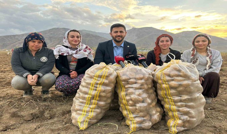 Yüksekovanın toprağından bereket fışkırıyor: Ton ton patates elde edildi