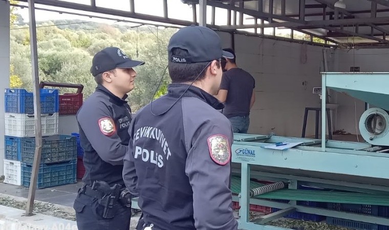 Zeytin bahçelerinde polis göz açtırmıyor