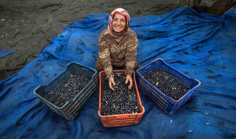 Zeytin hasadı için geri sayım başladı