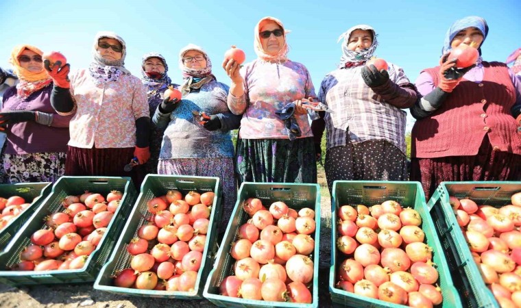 Zeytinköyün ilk ‘nar şenliği bu pazar yapılacak