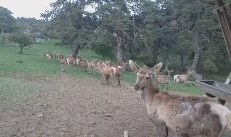 12 kızıl geyik üretilerek doğaya salındı