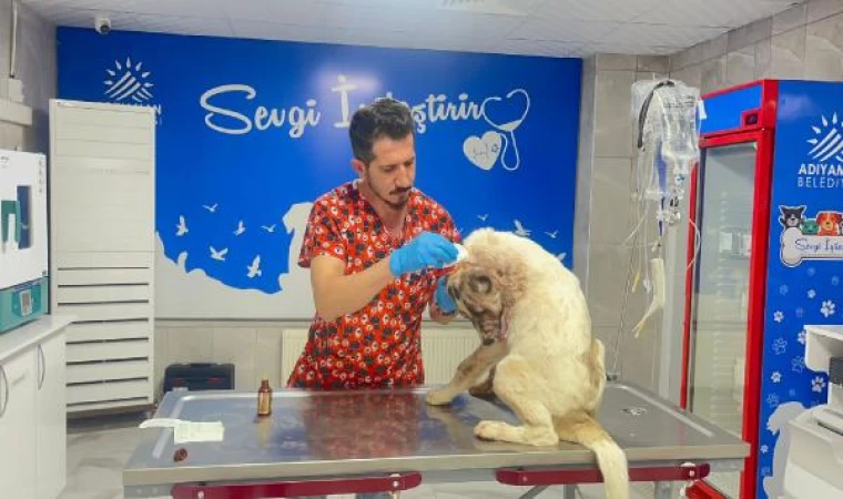 13 yerinden bıçakladığı köpeğine 150 dikiş atıldı