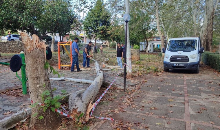 30 yıllık çınar ağacı fırtınada yıkıldı