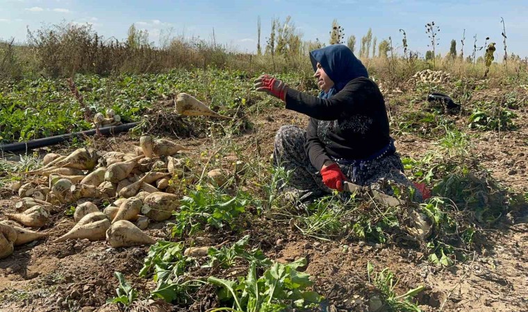 Afyonkarahisarda pancar söküm sezonu sürüyor