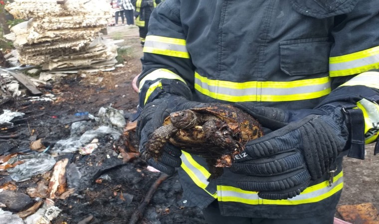 Alevlerin arasında kalan kaplumbağayı itfaiye kurtardı