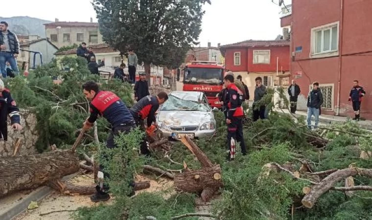 Amasya’da kuvvetli rüzgar; ağaç, otomobilin üzerine devrildi