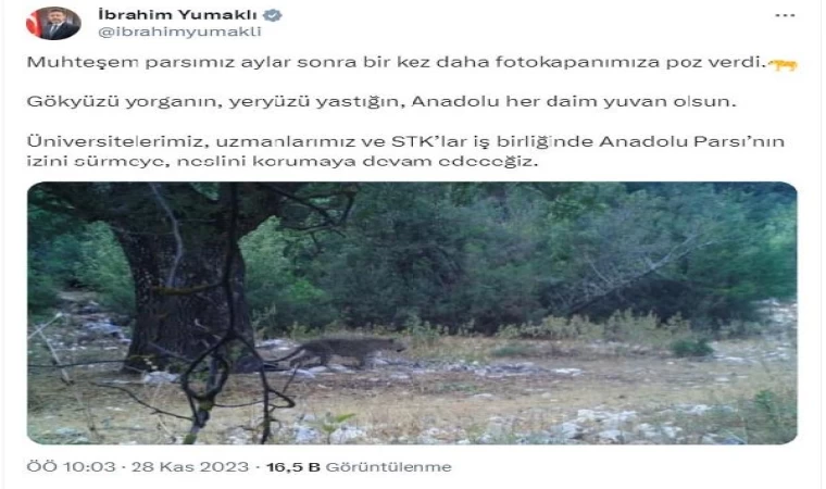 Anadolu parsı yeniden görüntülendi