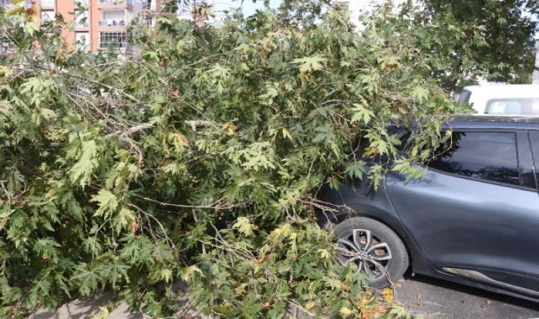 Antalya’da fırtına; ağaçlar devrildi, tekne battı (2)