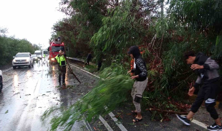 Antalyada fırtına ağaçları devirdi, karayolunda trafik aksadı