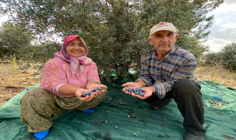 Antalyada şarkılı türkülü zeytin hasadı