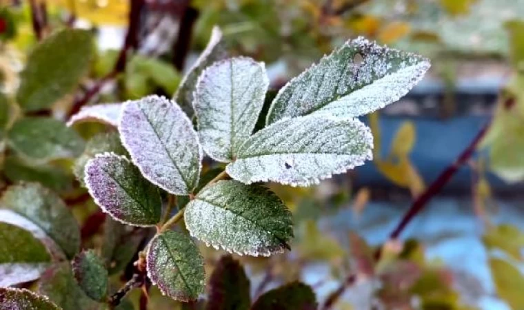 Ardahan’da soğuk hava ve kırağı etkili oldu