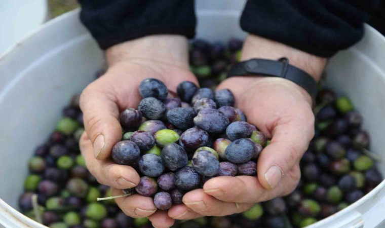 Artvinin Yusufeli ilçesinin ödüllü Butko zeytininin hasadına başlandı