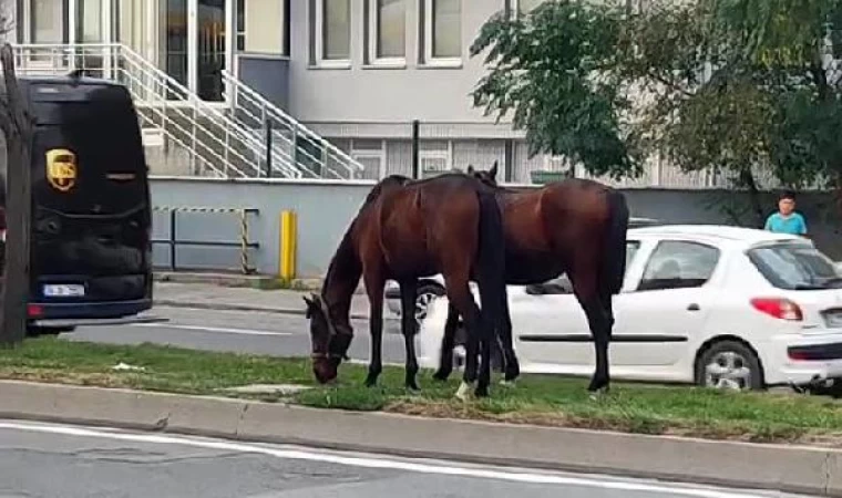 Avcılar’da refüjde otlayan atlar şaşkınlık yarattı