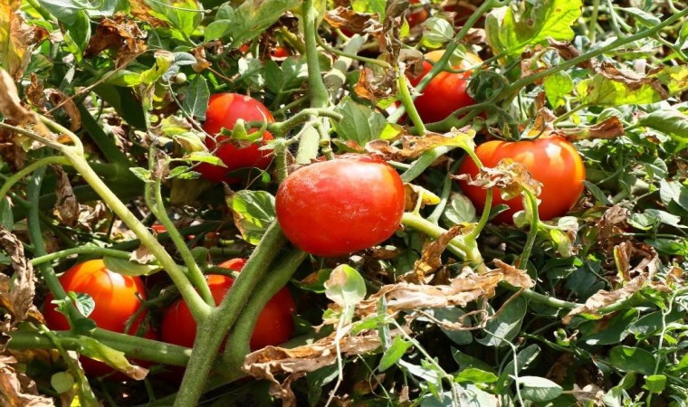 Ayaş domatesi AB tescili aldı