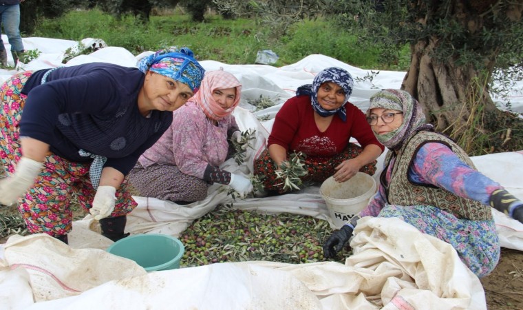 Aydında zeytin üreticisi zamanla yarışıyor