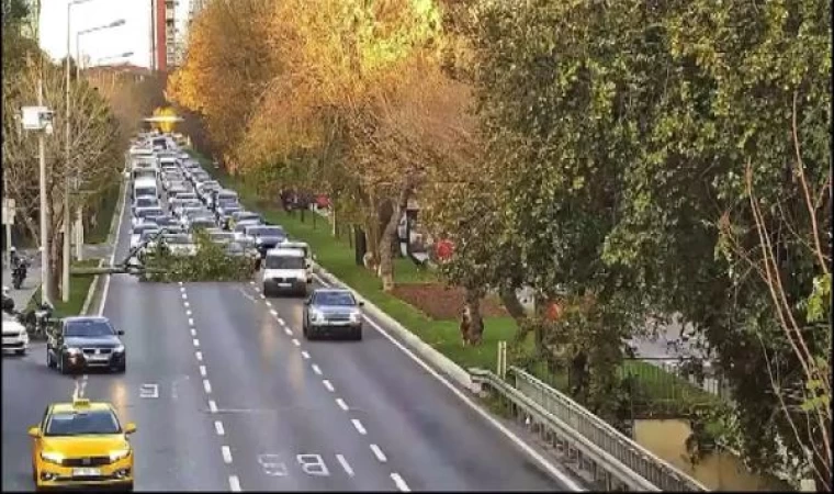 Bakırköy sahilyolunda ağaç yola devrildi