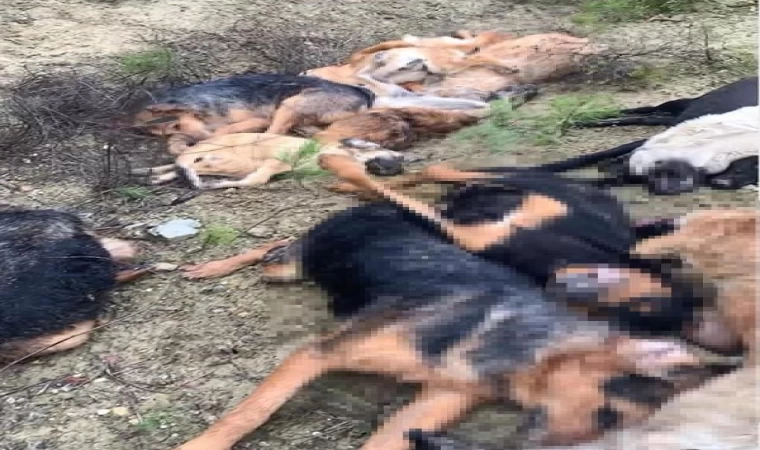 Bilecik’te 14 köpeğin ölü bulunmasına 4 gözaltı